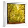 Autumn-Fall Woodland in the Chiltern Hills-Michael Gibbs-Framed Photographic Print