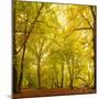 Autumn-Fall Woodland in the Chiltern Hills-Michael Gibbs-Mounted Photographic Print