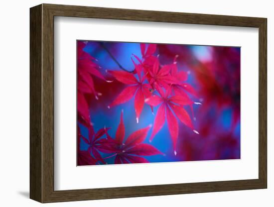 Autumn Fantasy-Philippe Sainte-Laudy-Framed Photographic Print