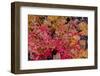 Autumn ferns and ground cover in burn area above St. Mary Lake in Glacier National Park, Montana-Chuck Haney-Framed Photographic Print