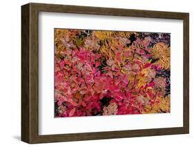 Autumn ferns and ground cover in burn area above St. Mary Lake in Glacier National Park, Montana-Chuck Haney-Framed Photographic Print