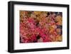 Autumn ferns and ground cover in burn area above St. Mary Lake in Glacier National Park, Montana-Chuck Haney-Framed Photographic Print