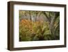 Autumn Ferns-Danny Head-Framed Photographic Print