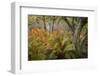 Autumn Ferns-Danny Head-Framed Photographic Print