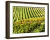 Autumn fields leading to the city of Montepulciano-Terry Eggers-Framed Photographic Print