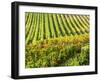 Autumn fields leading to the city of Montepulciano-Terry Eggers-Framed Photographic Print
