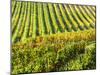 Autumn fields leading to the city of Montepulciano-Terry Eggers-Mounted Photographic Print