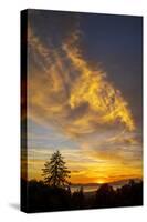 Autumn Flare - Fall Color and Tree Over Berkeley-Vincent James-Stretched Canvas