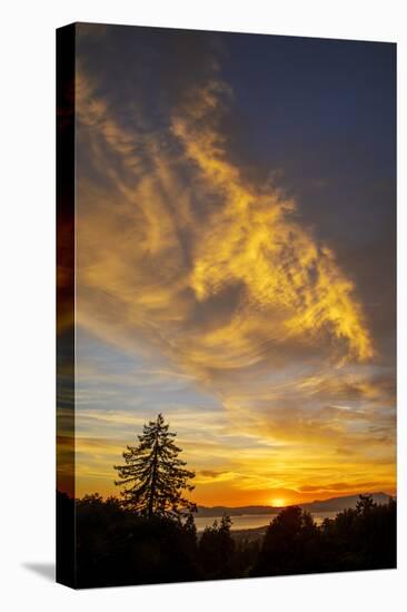 Autumn Flare - Fall Color and Tree Over Berkeley-Vincent James-Stretched Canvas