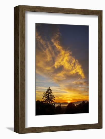 Autumn Flare - Fall Color and Tree Over Berkeley-Vincent James-Framed Photographic Print