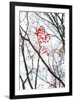 Autumn Flash-Peter Adams-Framed Giclee Print