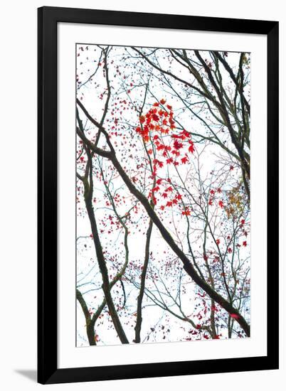 Autumn Flash-Peter Adams-Framed Giclee Print