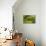 Autumn, Flat Garden, Portland, Oregon, Usa-Michel Hersen-Stretched Canvas displayed on a wall