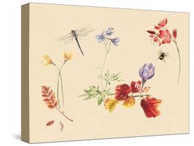 Autumn Flowers and insects-Alison Cooper-Stretched Canvas