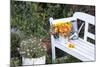 Autumn Flowers on Garden Bench-Andrea Haase-Mounted Photographic Print