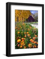 Autumn Flowers-George Oze-Framed Photographic Print