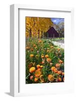 Autumn Flowers-George Oze-Framed Photographic Print