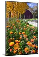 Autumn Flowers-George Oze-Mounted Photographic Print