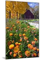 Autumn Flowers-George Oze-Mounted Photographic Print