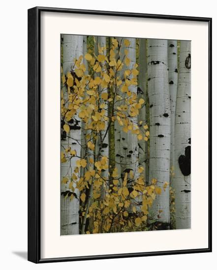 Autumn Foliage and Tree Trunks of Quaking Aspen Trees in the Crested Butte Area of Colorado-Marc Moritsch-Framed Photographic Print