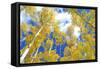 Autumn Foliage: Aspen Trees in Fall Colors-robert cicchetti-Framed Stretched Canvas