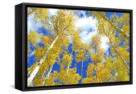 Autumn Foliage: Aspen Trees in Fall Colors-robert cicchetti-Framed Stretched Canvas