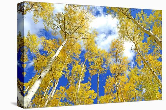 Autumn Foliage: Aspen Trees in Fall Colors-robert cicchetti-Stretched Canvas