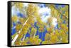 Autumn Foliage: Aspen Trees in Fall Colors-robert cicchetti-Framed Stretched Canvas