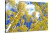 Autumn Foliage: Aspen Trees in Fall Colors-robert cicchetti-Stretched Canvas