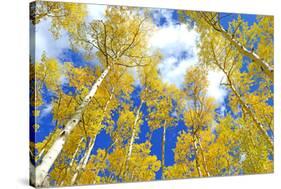 Autumn Foliage: Aspen Trees in Fall Colors-robert cicchetti-Stretched Canvas