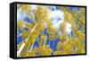 Autumn Foliage: Aspen Trees in Fall Colors-robert cicchetti-Framed Stretched Canvas