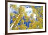 Autumn Foliage: Aspen Trees in Fall Colors-robert cicchetti-Framed Photographic Print