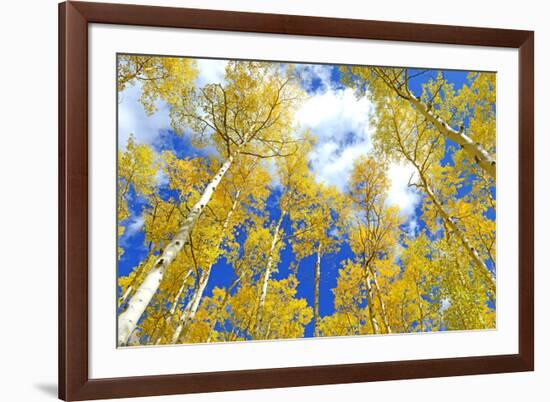 Autumn Foliage: Aspen Trees in Fall Colors-robert cicchetti-Framed Photographic Print