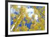 Autumn Foliage: Aspen Trees in Fall Colors-robert cicchetti-Framed Photographic Print