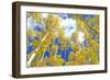 Autumn Foliage: Aspen Trees in Fall Colors-robert cicchetti-Framed Photographic Print