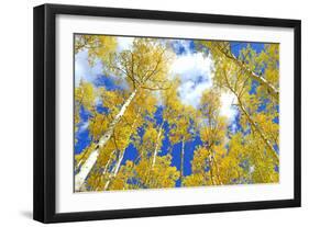 Autumn Foliage: Aspen Trees in Fall Colors-robert cicchetti-Framed Photographic Print