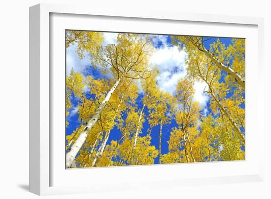 Autumn Foliage: Aspen Trees in Fall Colors-robert cicchetti-Framed Photographic Print