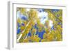 Autumn Foliage: Aspen Trees in Fall Colors-robert cicchetti-Framed Photographic Print