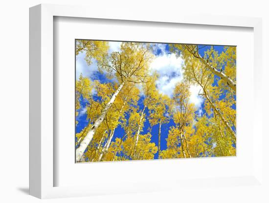 Autumn Foliage: Aspen Trees in Fall Colors-robert cicchetti-Framed Photographic Print