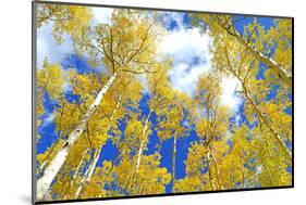 Autumn Foliage: Aspen Trees in Fall Colors-robert cicchetti-Mounted Photographic Print