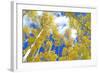 Autumn Foliage: Aspen Trees in Fall Colors-robert cicchetti-Framed Photographic Print