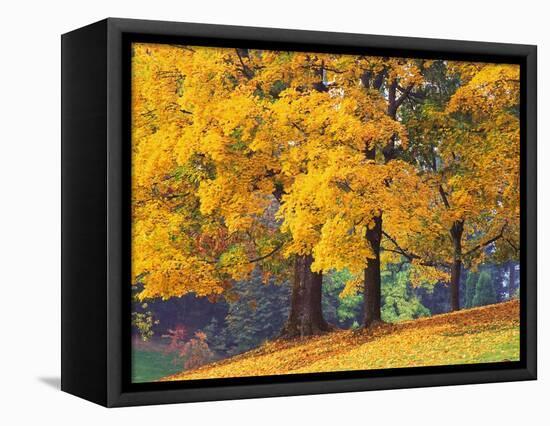 Autumn Foliage at Hoyt Arboretum-Darrell Gulin-Framed Stretched Canvas