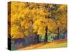 Autumn Foliage at Hoyt Arboretum-Darrell Gulin-Stretched Canvas