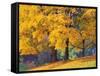 Autumn Foliage at Hoyt Arboretum-Darrell Gulin-Framed Stretched Canvas