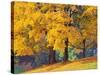 Autumn Foliage at Hoyt Arboretum-Darrell Gulin-Stretched Canvas