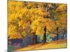 Autumn Foliage at Hoyt Arboretum-Darrell Gulin-Mounted Photographic Print