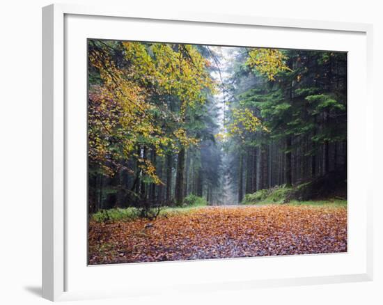 Autumn Foliage, Brecon Beacons National Park, South Wales, United Kingdom, Europe-Christian Kober-Framed Photographic Print