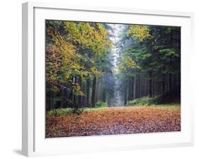 Autumn Foliage, Brecon Beacons National Park, South Wales, United Kingdom, Europe-Christian Kober-Framed Photographic Print