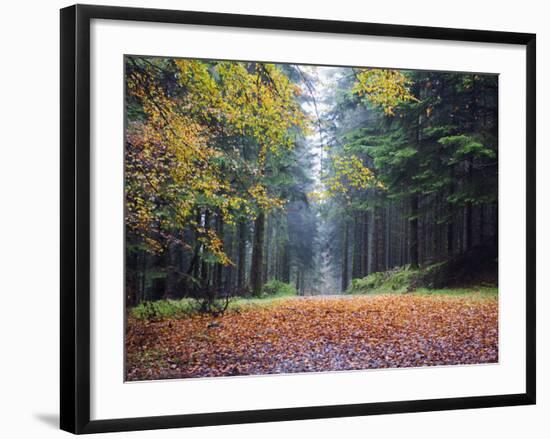 Autumn Foliage, Brecon Beacons National Park, South Wales, United Kingdom, Europe-Christian Kober-Framed Photographic Print