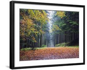 Autumn Foliage, Brecon Beacons National Park, South Wales, United Kingdom, Europe-Christian Kober-Framed Photographic Print